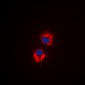 Anti-EG5 (pT926) Antibody